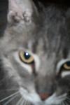 <img100*0:stuff/z/73640/cats%2520reference/i1259820258_4.jpg>