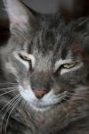 <img100*0:stuff/z/73640/cats%2520reference/i1259820258_5.jpg>