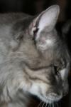 <img100*0:stuff/z/73640/cats%2520reference/i1259820259_10.jpg>