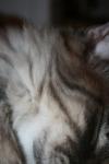 <img100*0:stuff/z/73640/cats%2520reference/i1259820259_11.jpg>