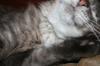 <img100*0:stuff/z/73640/cats%2520reference/i1259820259_12.jpg>