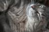<img100*0:stuff/z/73640/cats%2520reference/i1259820259_13.jpg>