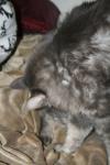 <img100*0:stuff/z/73640/cats%2520reference/i1259820259_14.jpg>