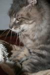 <img100*0:stuff/z/73640/cats%2520reference/i1259820259_15.jpg>