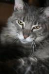 <img100*0:stuff/z/73640/cats%2520reference/i1259820259_16.jpg>