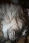 <img100*0:stuff/z/73640/cats%2520reference/i1259820259_17.jpg>