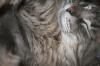 <img100*0:stuff/z/73640/cats%2520reference/i1259820259_19.jpg>