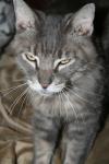 <img100*0:stuff/z/73640/cats%2520reference/i1259820259_20.jpg>