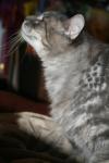 <img100*0:stuff/z/73640/cats%2520reference/i1259820259_21.jpg>