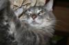 <img100*0:stuff/z/73640/cats%2520reference/i1259820259_22.jpg>