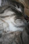 <img100*0:stuff/z/73640/cats%2520reference/i1259820259_23.jpg>