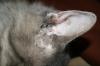 <img100*0:stuff/z/73640/cats%2520reference/i1259820259_24.jpg>