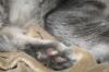 <img100*0:stuff/z/73640/cats%2520reference/i1259820259_25.jpg>