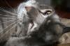 <img100*0:stuff/z/73640/cats%2520reference/i1259820259_6.jpg>
