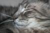 <img100*0:stuff/z/73640/cats%2520reference/i1259820259_7.jpg>