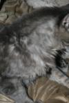 <img100*0:stuff/z/73640/cats%2520reference/i1259820259_8.jpg>