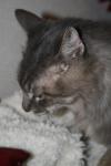 <img100*0:stuff/z/73640/cats%2520reference/i1259820259_9.jpg>
