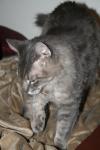 <img100*0:stuff/z/73640/cats%2520reference/i1259820260_26.jpg>