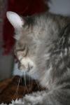 <img100*0:stuff/z/73640/cats%2520reference/i1259820260_27.jpg>