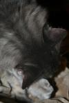 <img100*0:stuff/z/73640/cats%2520reference/i1259820260_28.jpg>