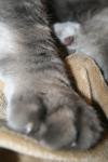 <img100*0:stuff/z/73640/cats%2520reference/i1259820260_29.jpg>