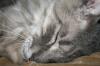 <img100*0:stuff/z/73640/cats%2520reference/i1259820260_30.jpg>
