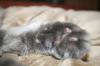<img100*0:stuff/z/73640/cats%2520reference/i1259820260_31.jpg>