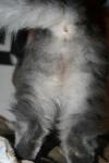 <img100*0:stuff/z/73640/cats%2520reference/i1259820260_32.jpg>
