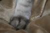 <img100*0:stuff/z/73640/cats%2520reference/i1259820260_33.jpg>