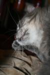 <img100*0:stuff/z/73640/cats%2520reference/i1259820260_34.jpg>