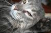 <img100*0:stuff/z/73640/cats%2520reference/i1259820260_35.jpg>