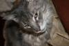 <img100*0:stuff/z/73640/cats%2520reference/i1259820260_36.jpg>