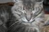 <img100*0:stuff/z/73640/cats%2520reference/i1259820260_37.jpg>