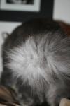 <img100*0:stuff/z/73640/cats%2520reference/i1259820260_38.jpg>