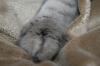 <img100*0:stuff/z/73640/cats%2520reference/i1259820260_39.jpg>