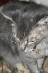 <img100*0:stuff/z/73640/cats%2520reference/i1259820260_40.jpg>