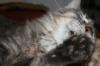 <img100*0:stuff/z/73640/cats%2520reference/i1259820260_41.jpg>