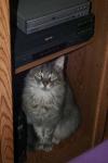 <img100*0:stuff/z/73640/cats%2520reference/i1262493508_1.jpg>