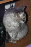 <img100*0:stuff/z/73640/cats%2520reference/i1262493508_2.jpg>