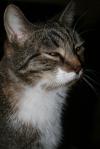 <img100*0:stuff/z/73640/cats%2520reference/i1262493508_3.jpg>