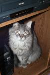 <img100*0:stuff/z/73640/cats%2520reference/i1262493508_4.jpg>