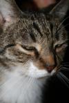 <img100*0:stuff/z/73640/cats%2520reference/i1262493508_5.jpg>