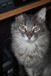 <img100*0:stuff/z/73640/cats%2520reference/i1262493508_6.jpg>