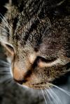 <img100*0:stuff/z/73640/cats%2520reference/i1262493508_7.jpg>