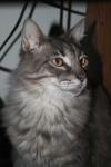 <img100*0:stuff/z/73640/cats%2520reference/i1262493509_10.jpg>