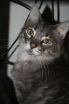 <img100*0:stuff/z/73640/cats%2520reference/i1262493509_11.jpg>