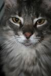<img100*0:stuff/z/73640/cats%2520reference/i1262493509_8.jpg>