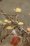 <img100*0:stuff/z/73640/chain%2520reference/i1262973070_4.jpg>