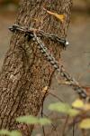 <img100*0:stuff/z/73640/chain%2520reference/i1262973071_16.jpg>