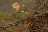 <img100*0:stuff/z/73640/chain%2520reference/i1262973071_6.jpg>
